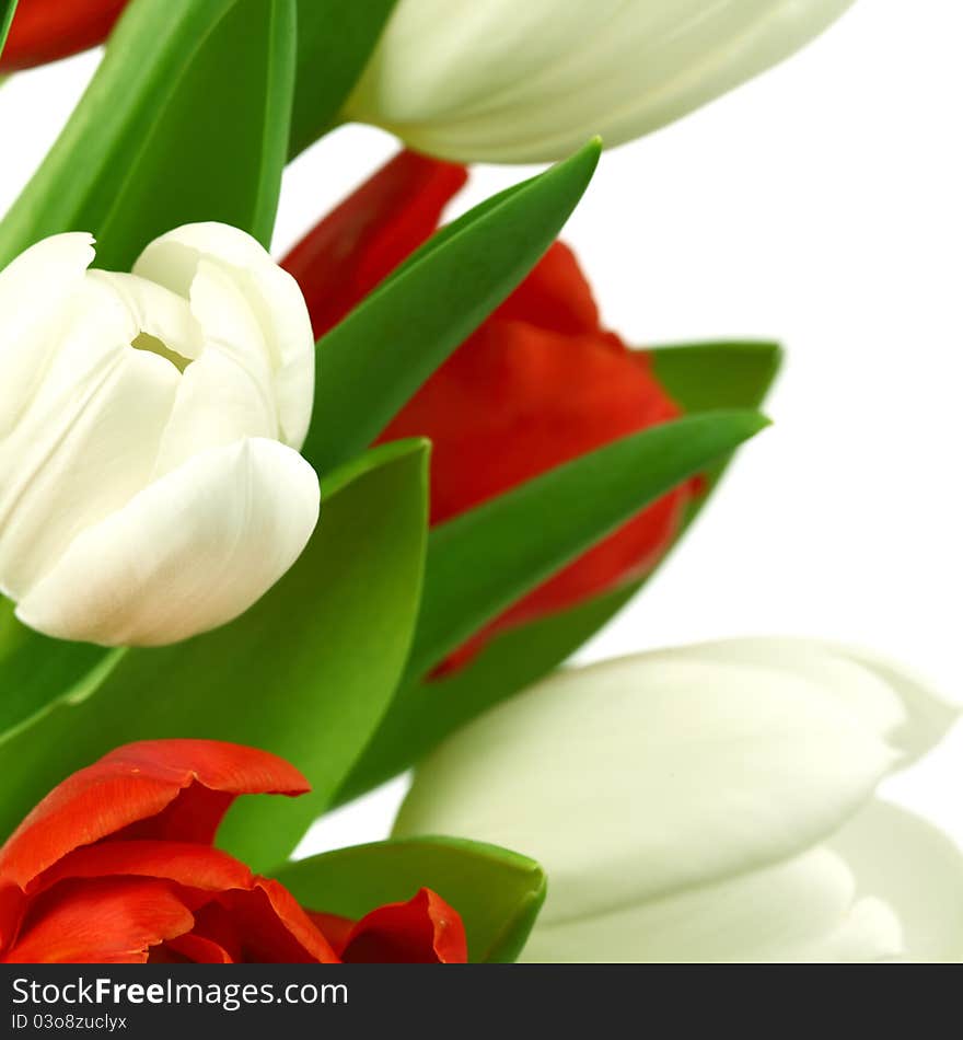 Colorful tulips close up holiday background