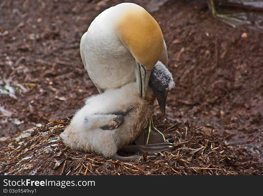 A mother gannet cleans her chick in the nest. A mother gannet cleans her chick in the nest.