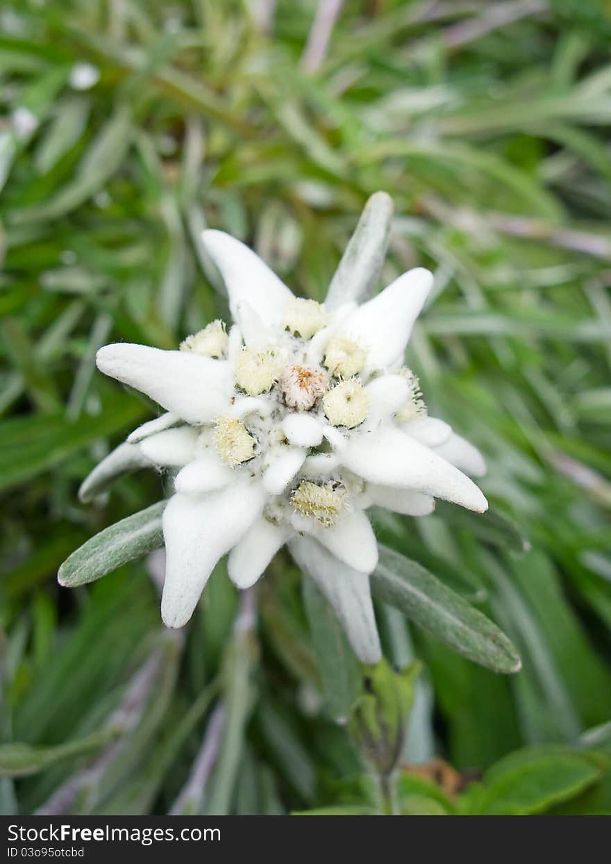 Edelweiss