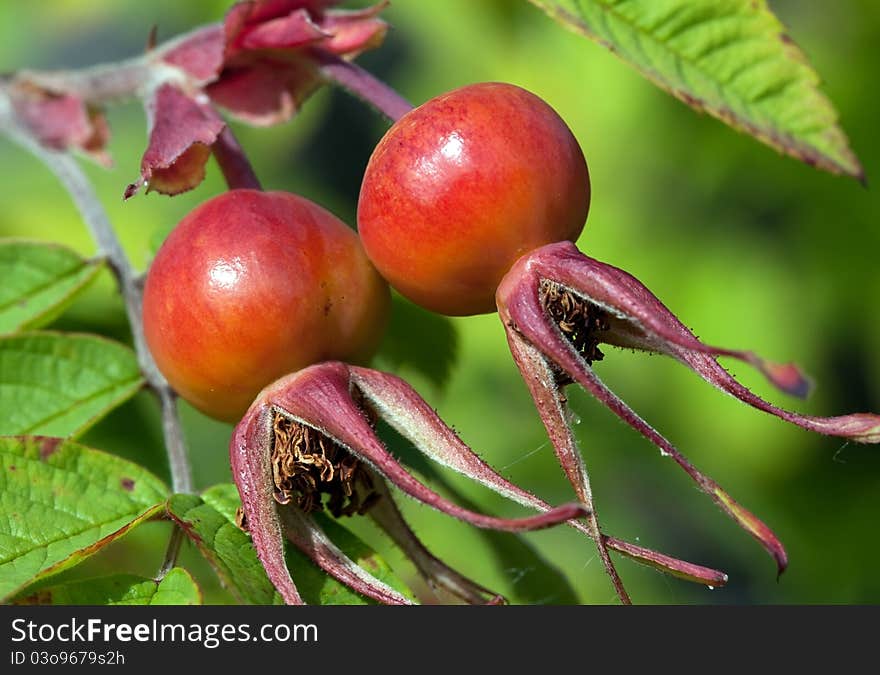 Fruits are ripe rose hips, sunlight. Fruits are ripe rose hips, sunlight