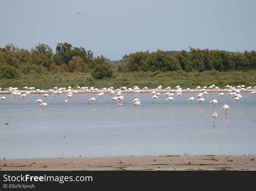 Flamingos, Camargue, France