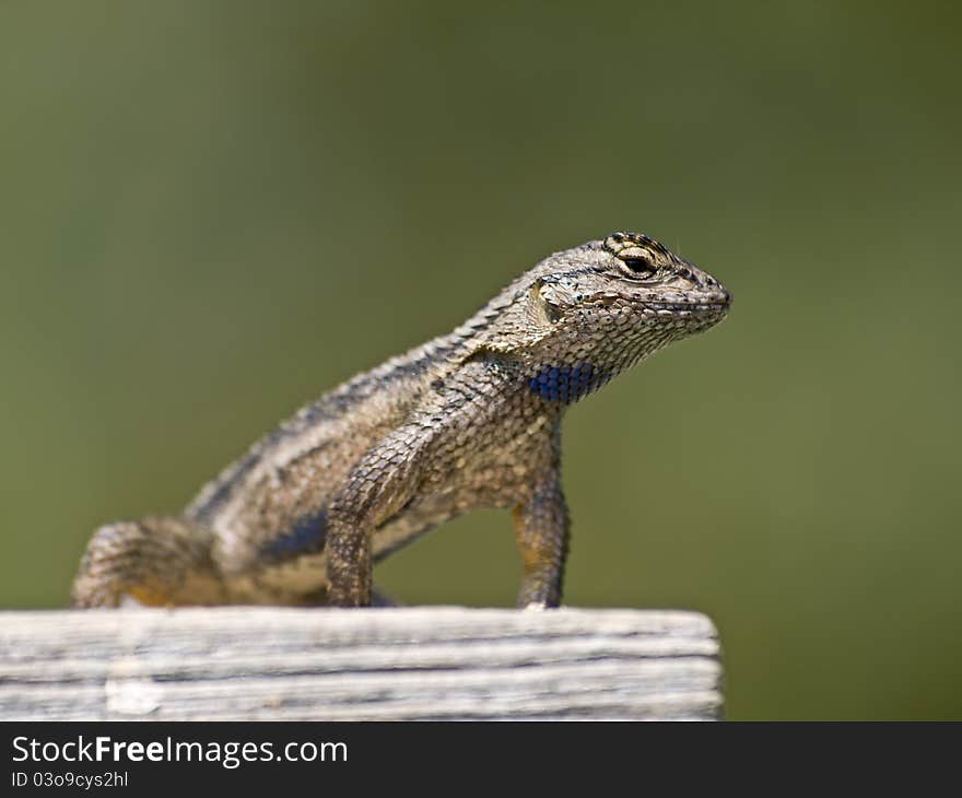 Little lizard close up