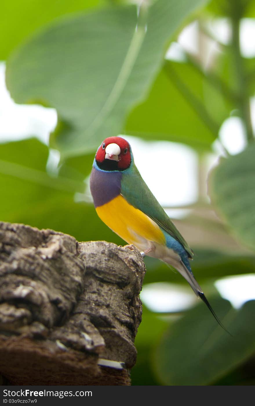 The Australian Gouldian Finch in captivity is now an endangered species. The Australian Gouldian Finch in captivity is now an endangered species.