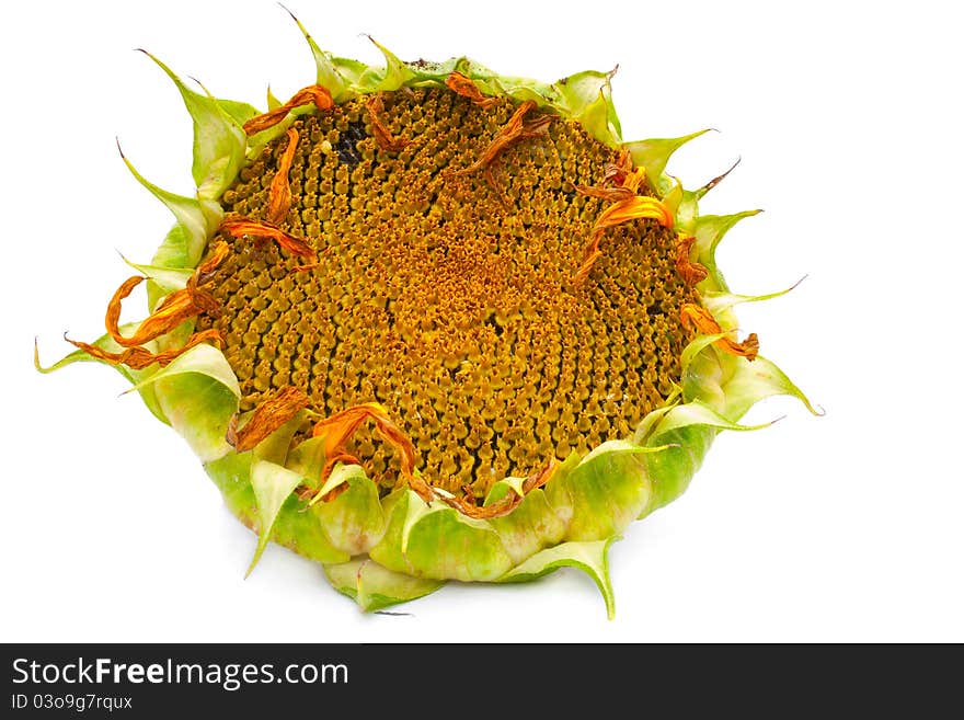 Ripe sunflower on a white background