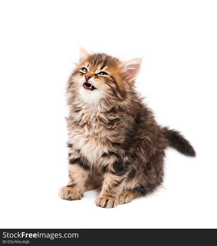 Cute little Siberian kitten on white background. Cute little Siberian kitten on white background