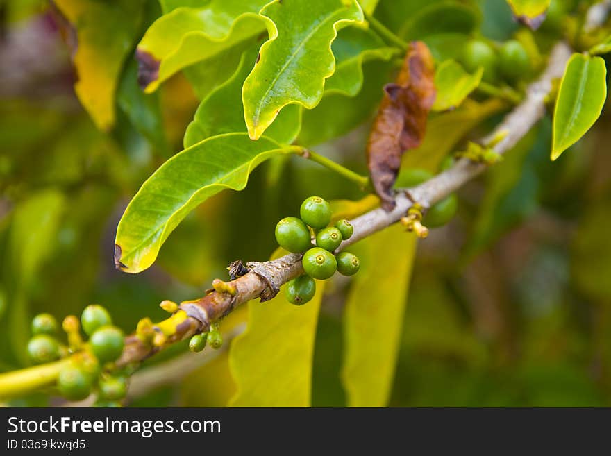 Organic Coffee beans ripening on plant