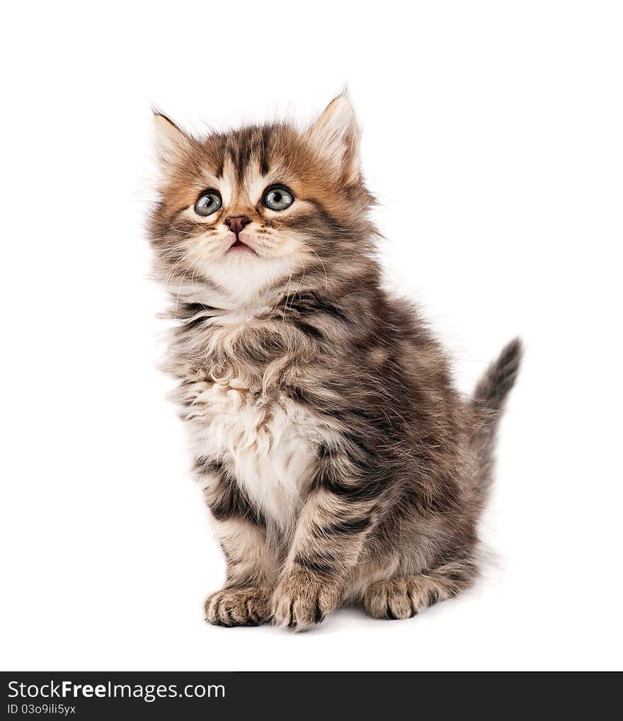 Cute little Siberian kitten on white background. Cute little Siberian kitten on white background