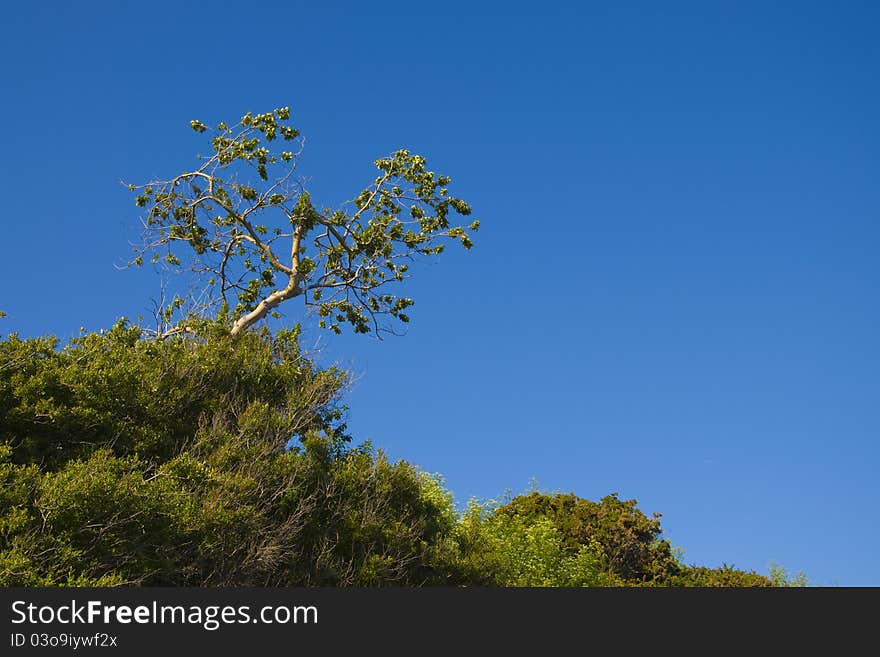 A desperate lone tree growing on a arid rock face. A desperate lone tree growing on a arid rock face