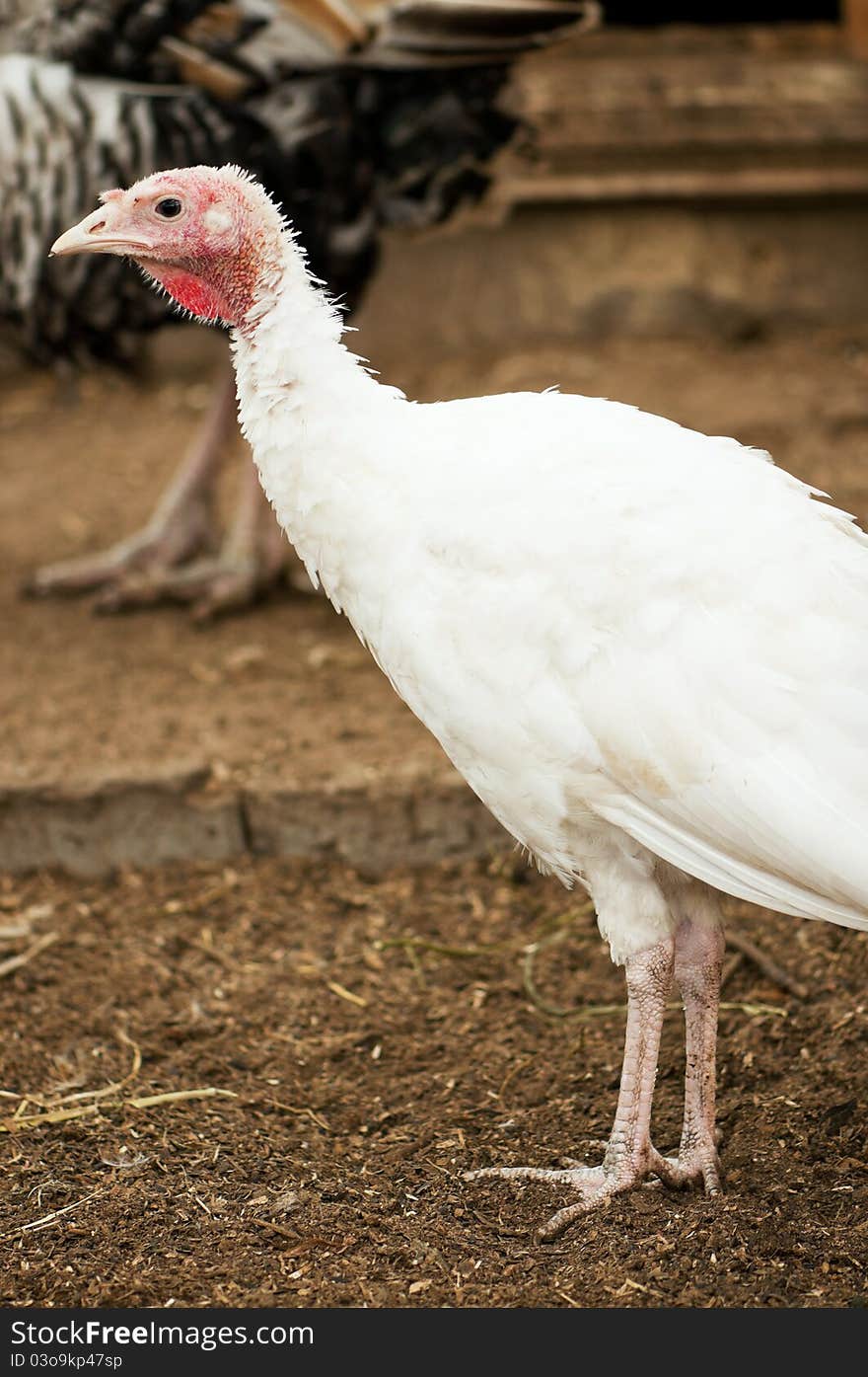 White turkey