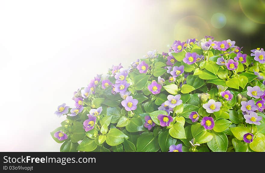 Exacum flower background