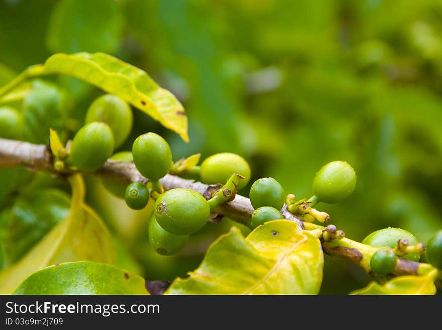 Organic Coffee beans ripening on plant