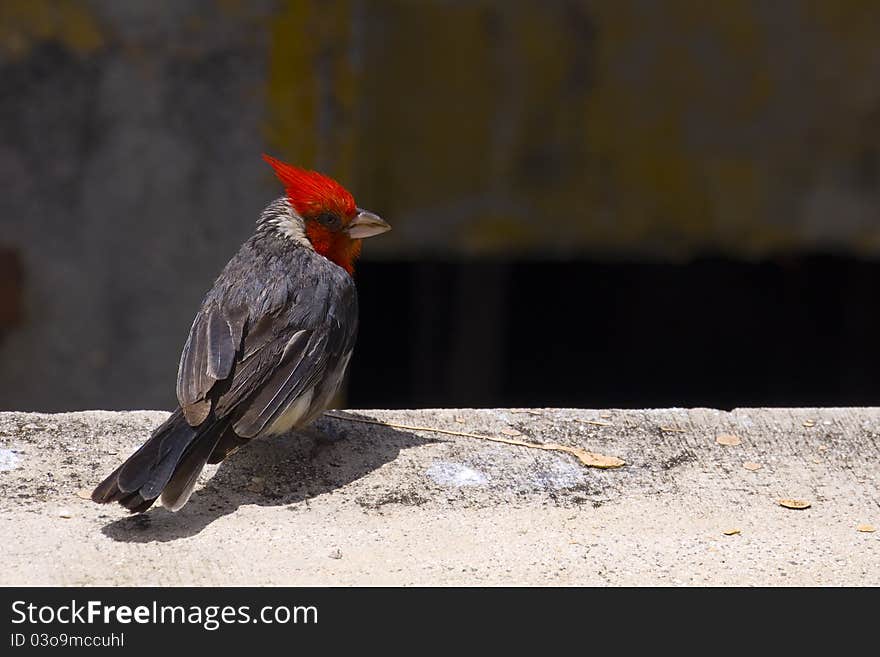 Red-crested Cardinal (Paroaria coronata)