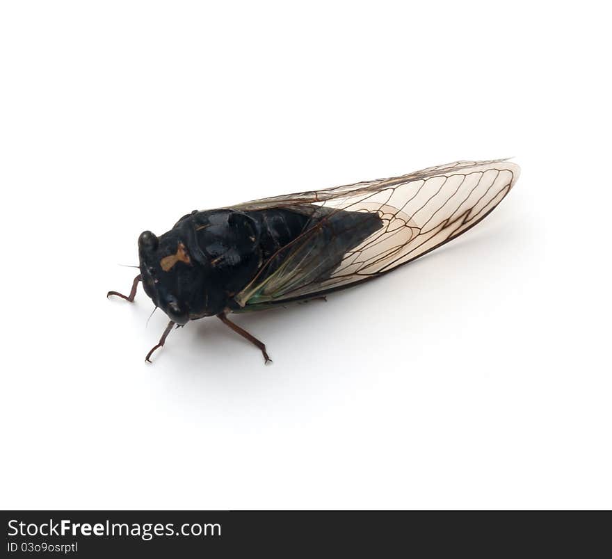 Cicada