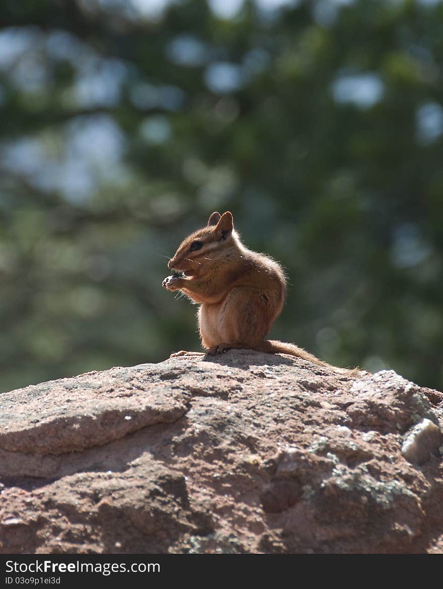 Chipmunk Sitting on a Rock