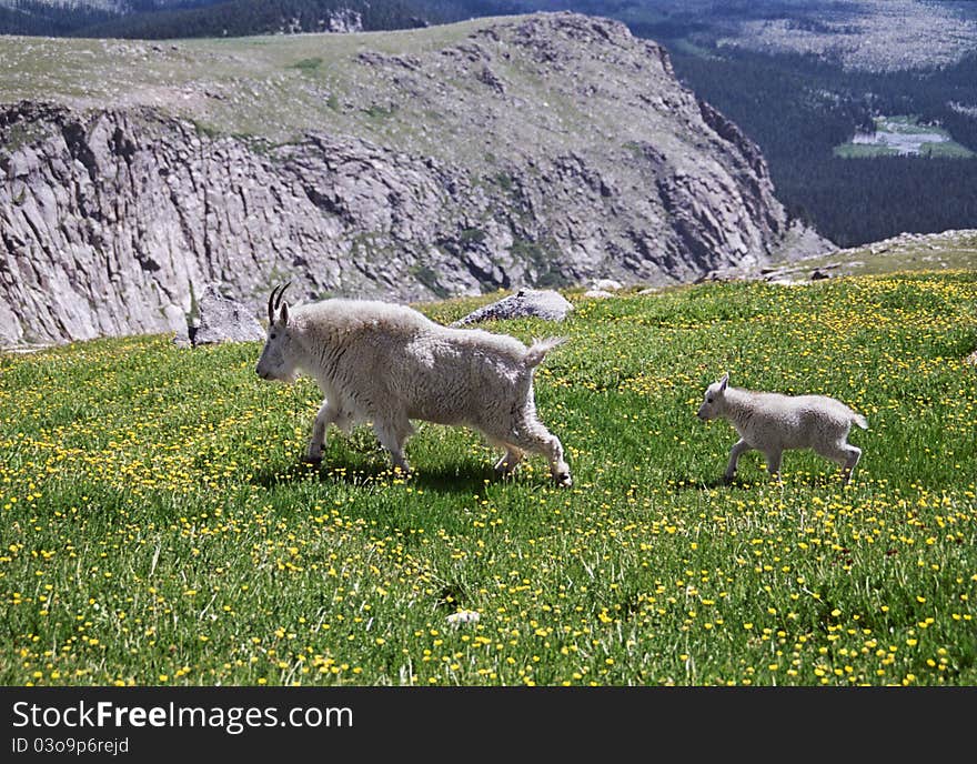 Mountain Goat Mother And Her Kid