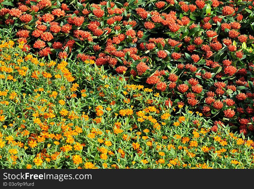 Red and yellow color flower cluster pattern