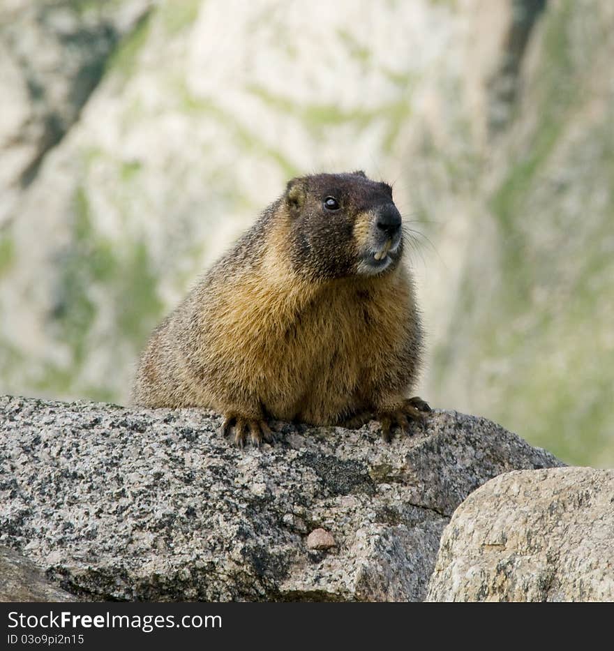 Photo taken near the summit of Mount Evans, Colorado. Photo taken near the summit of Mount Evans, Colorado.