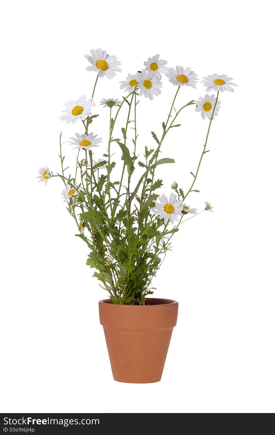 White daisies in a brown pot isolated on a white background.