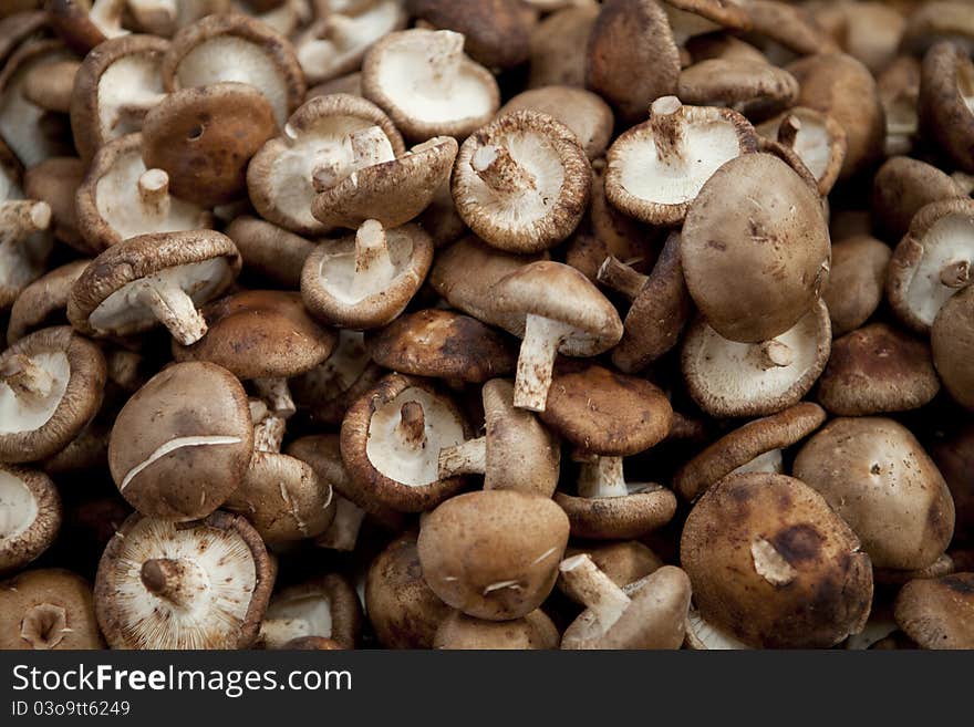 Lots of mushrooms with full frame. Lots of mushrooms with full frame