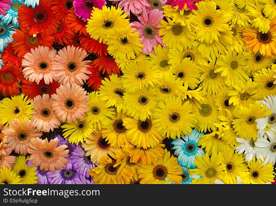 Background from colorful daisy flowers. Background from colorful daisy flowers