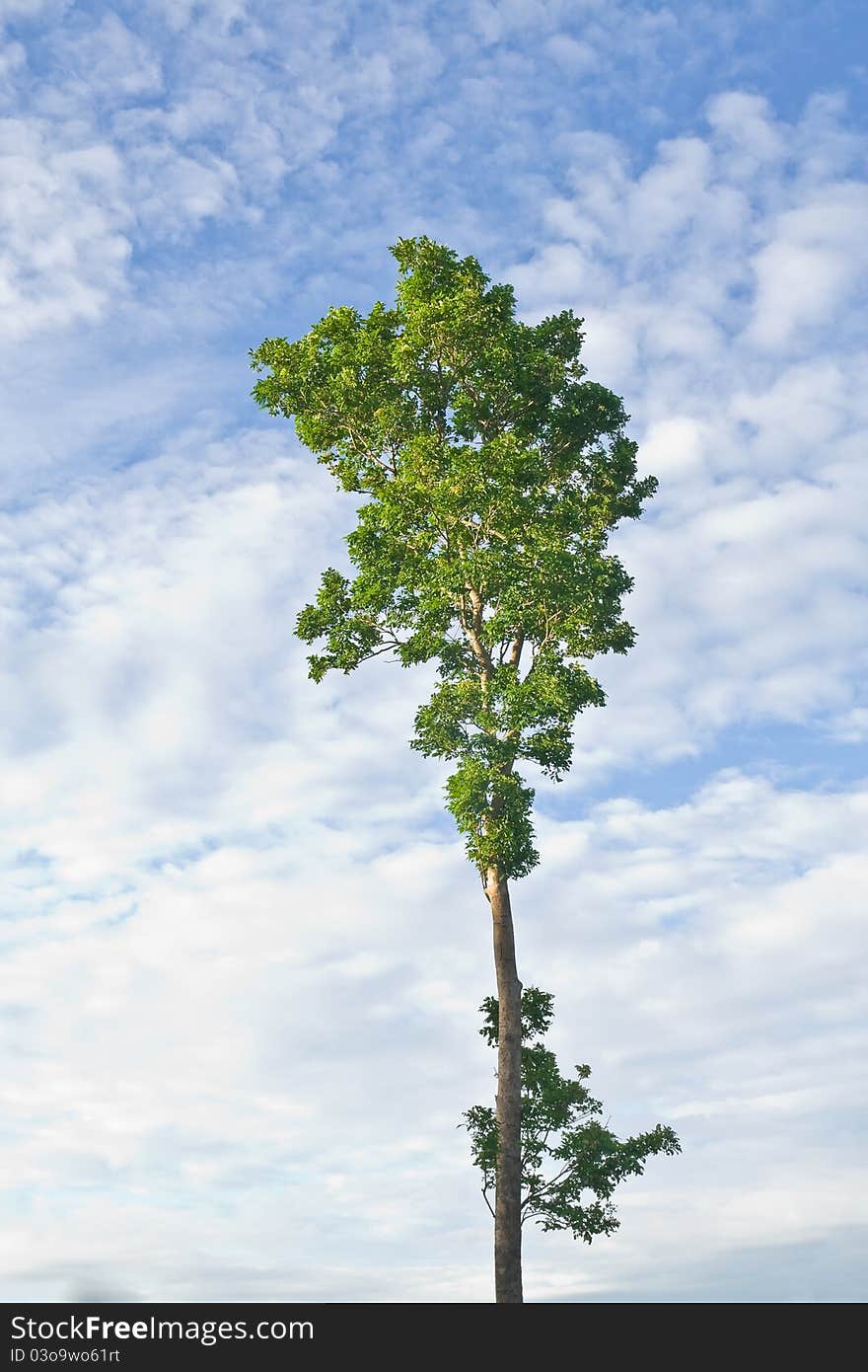 Tree with green leaves in the rainy season. Tree with green leaves in the rainy season