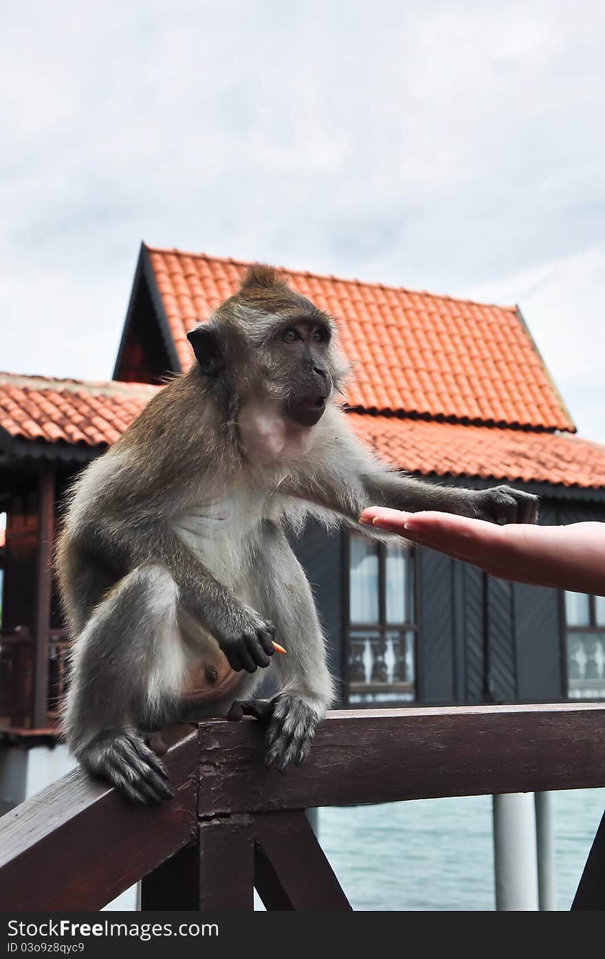 A monkey taking food from a hand in a resort on Langkawi island. A monkey taking food from a hand in a resort on Langkawi island.