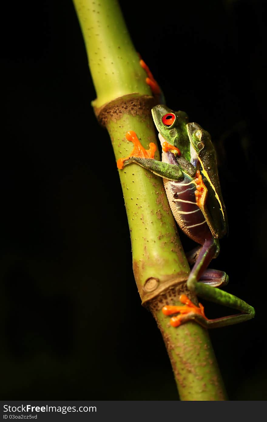 Male and female Red-eyed Tree frogs