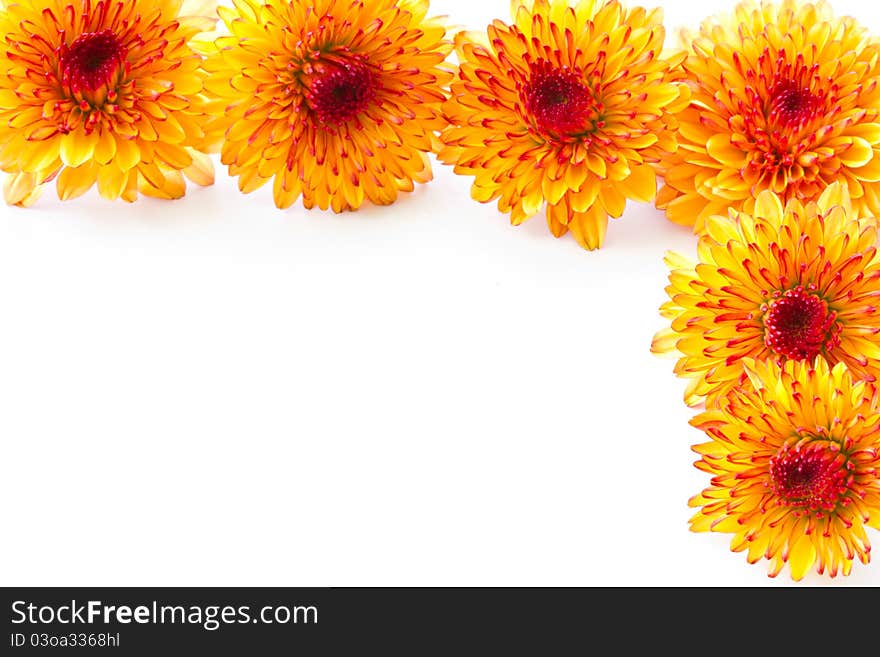 Orange chrysanthemum isolated on a white background