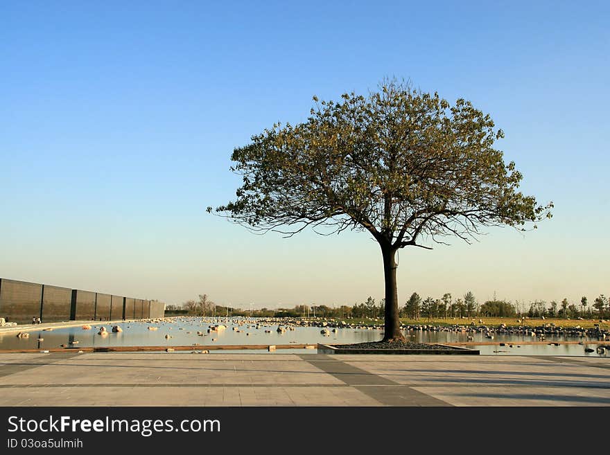 Tree on the edge of a square in a park