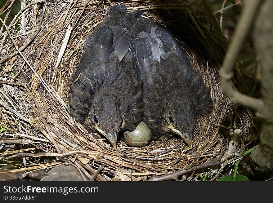 Two little blackbirds in nest.