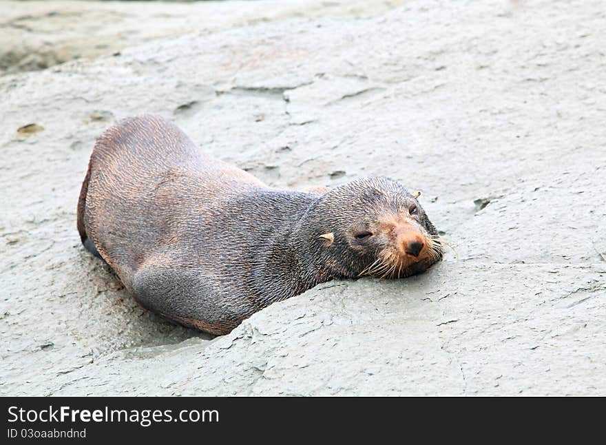 Sleepy seal