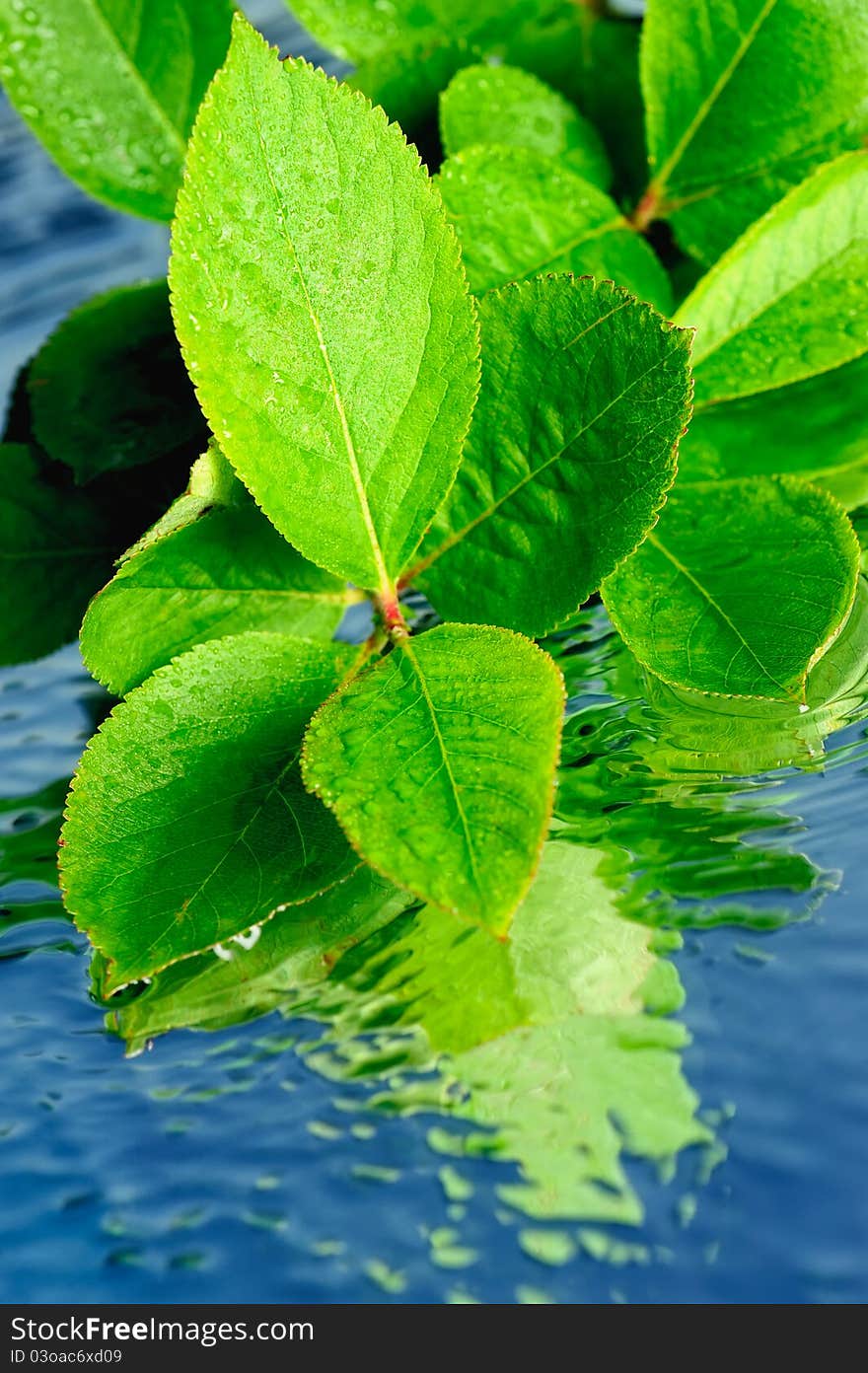 Leaves on water