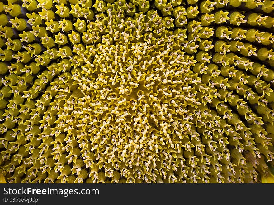 Flower of a sunflower with seeds