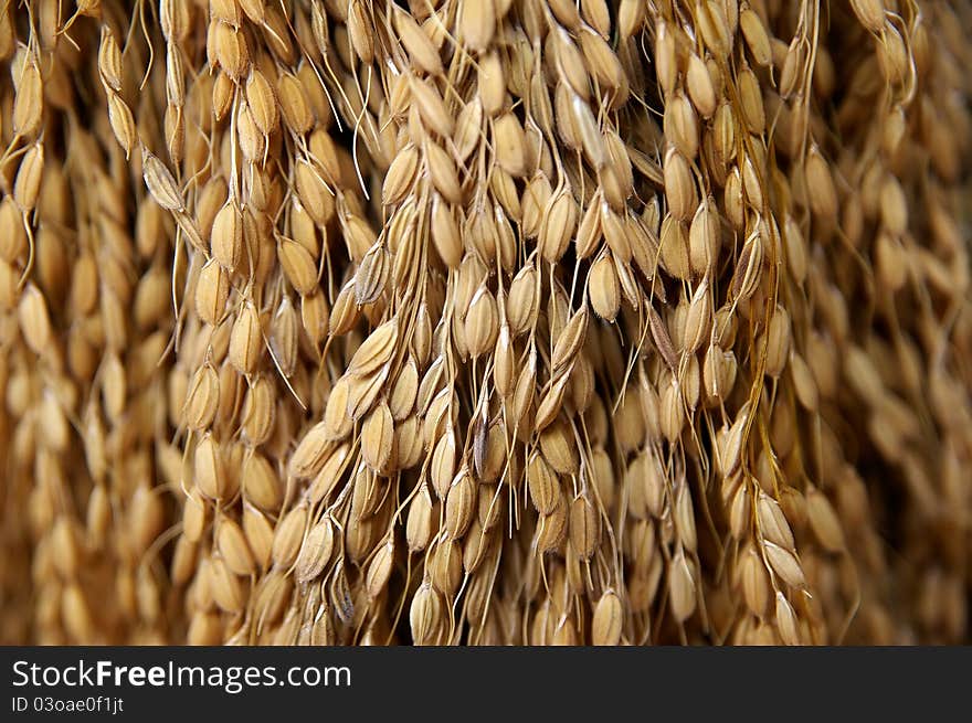 Detail of dried grain in a stalks forming a sheaf