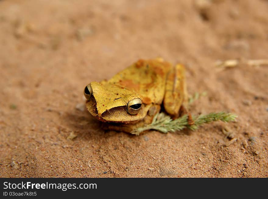 Golden frog on the sand