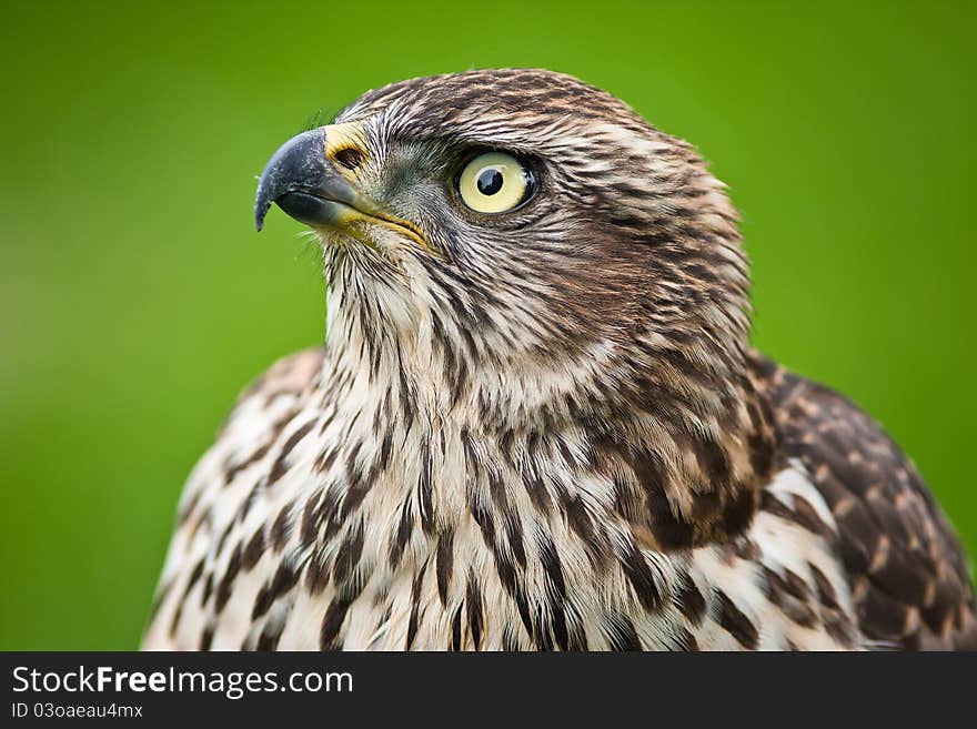 Goshawk