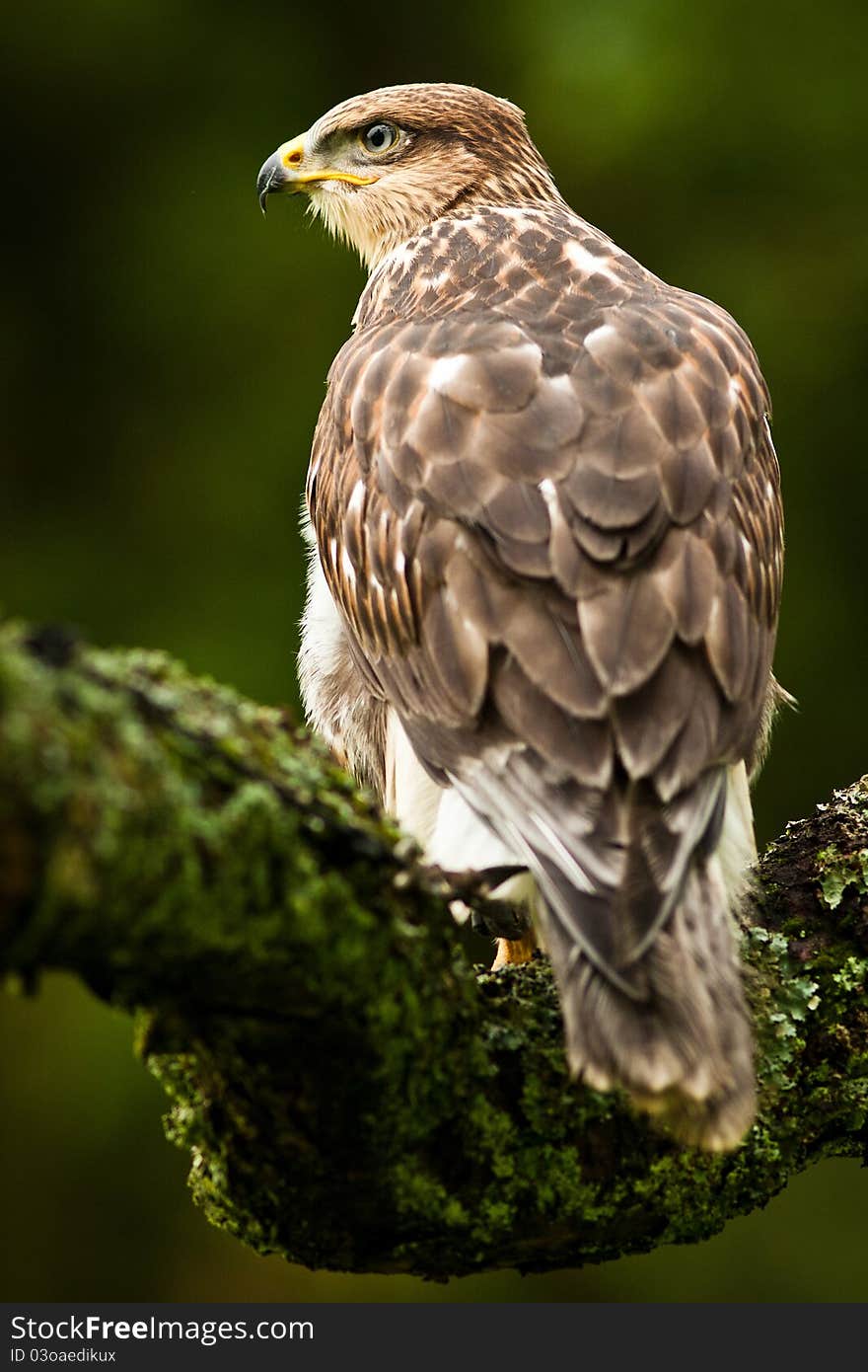 Imperial buzzard