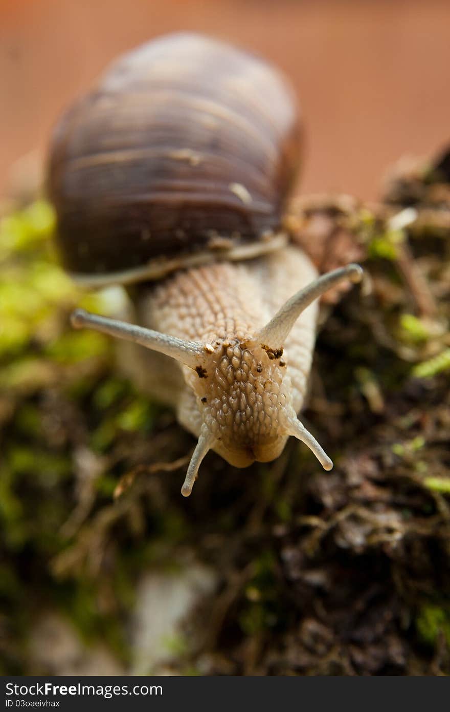 Snail garden