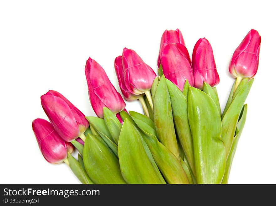 Beautiful spring tulips bunch isolated over white background