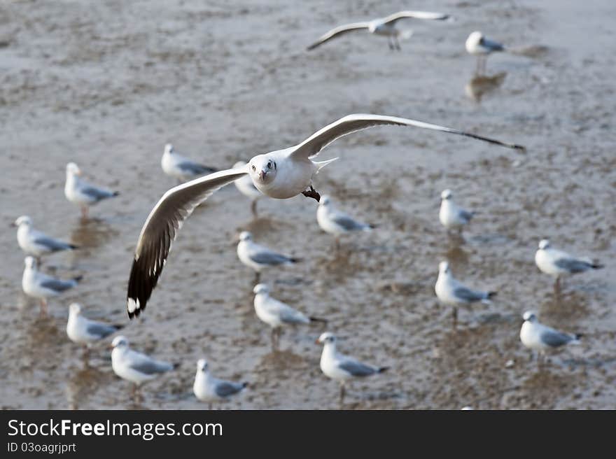 A Seagull on flying aaa