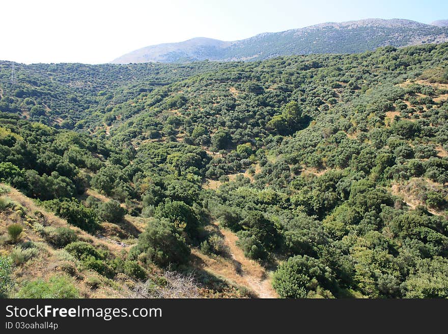 Summer in Greek hills with olive grove, Crete