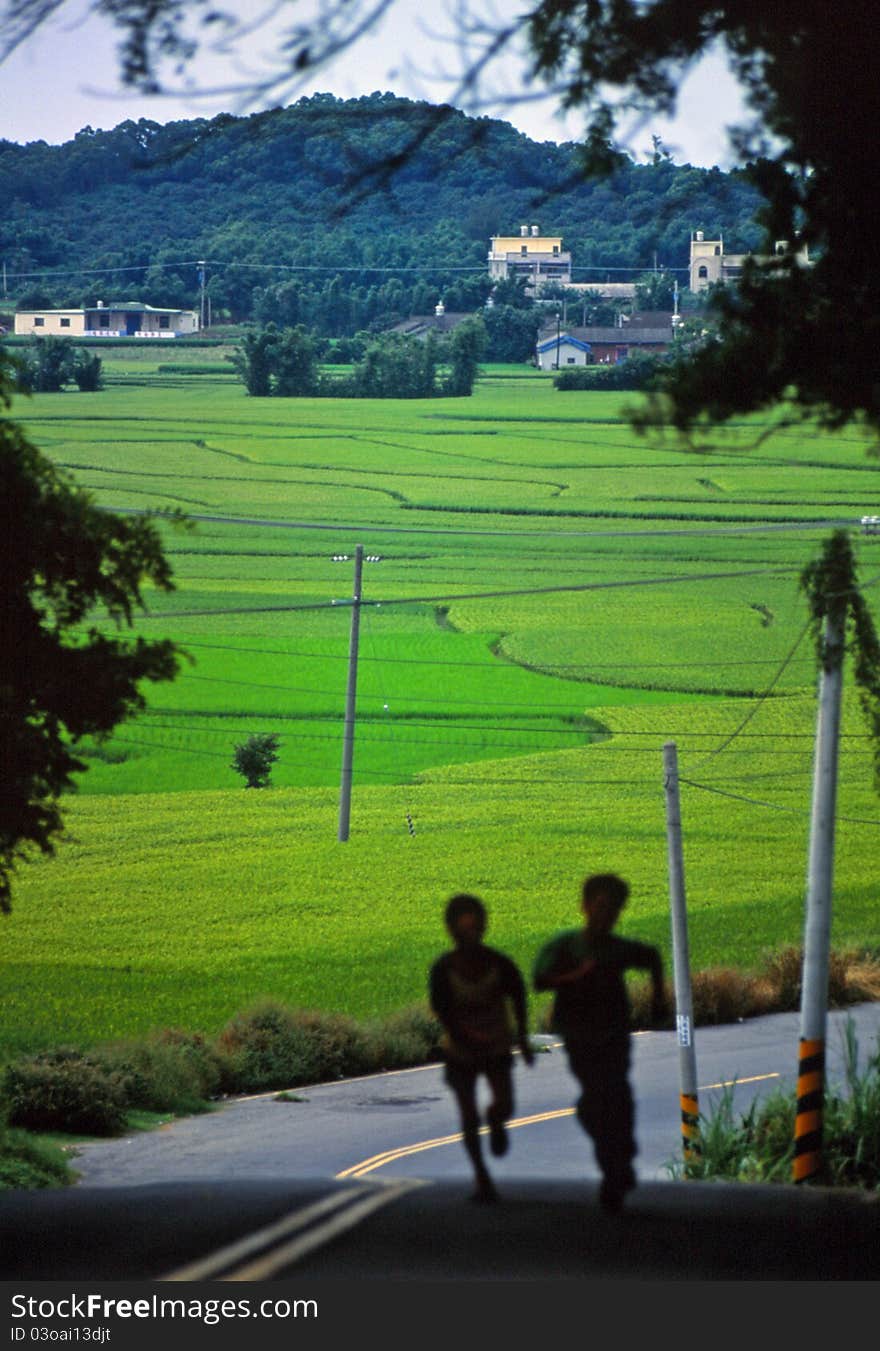 Boys running beside ricefields