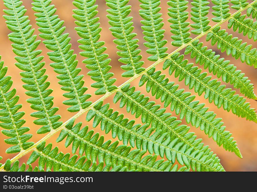 Fern