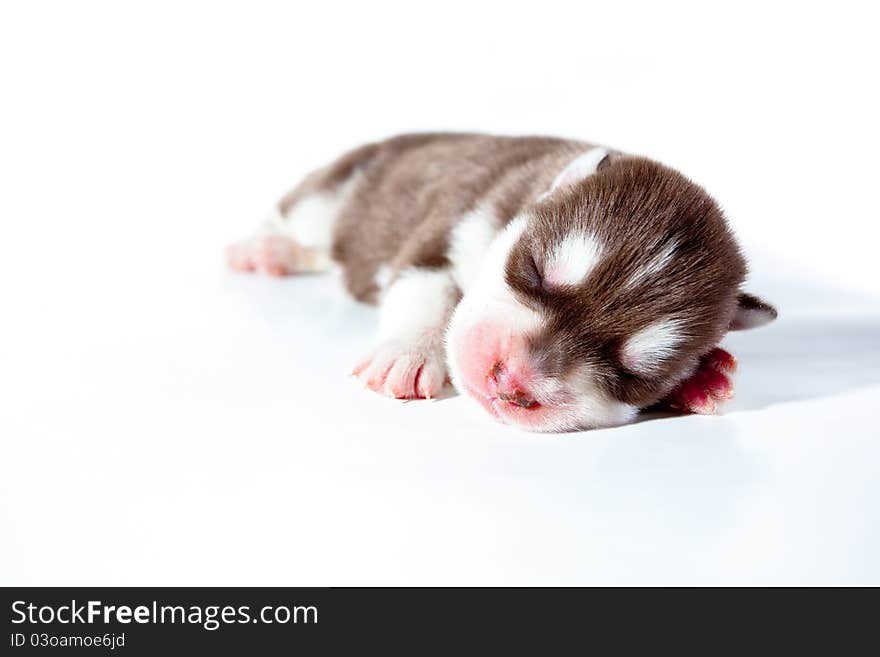 Puppy siberian husky on white background. Puppy siberian husky on white background.