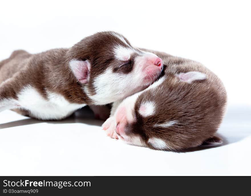 2 puppy siberian husky sleep on white background. 2 puppy siberian husky sleep on white background.