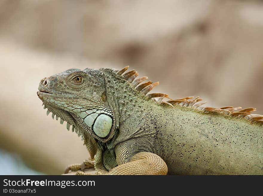 Iguana