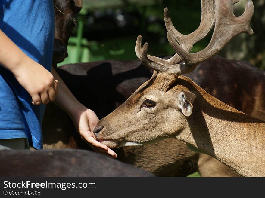 Detail of fallow buck eating from a hand. Detail of fallow buck eating from a hand