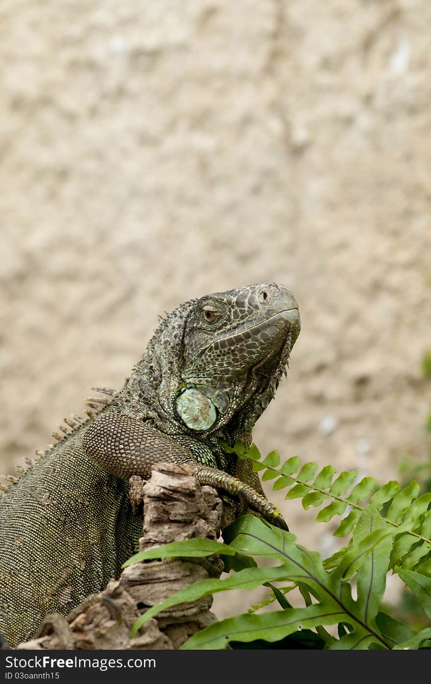 Iguana