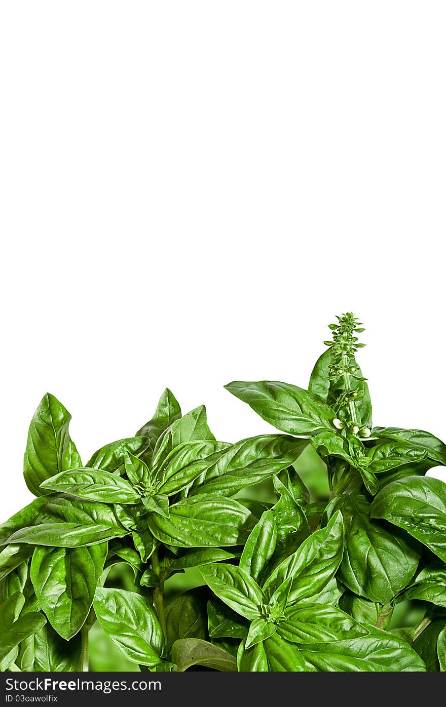 Fragrant basil border, isolated on white, with plenty of copyspace. Summer concept, Mediterranean cuisine concept. Fragrant basil border, isolated on white, with plenty of copyspace. Summer concept, Mediterranean cuisine concept.