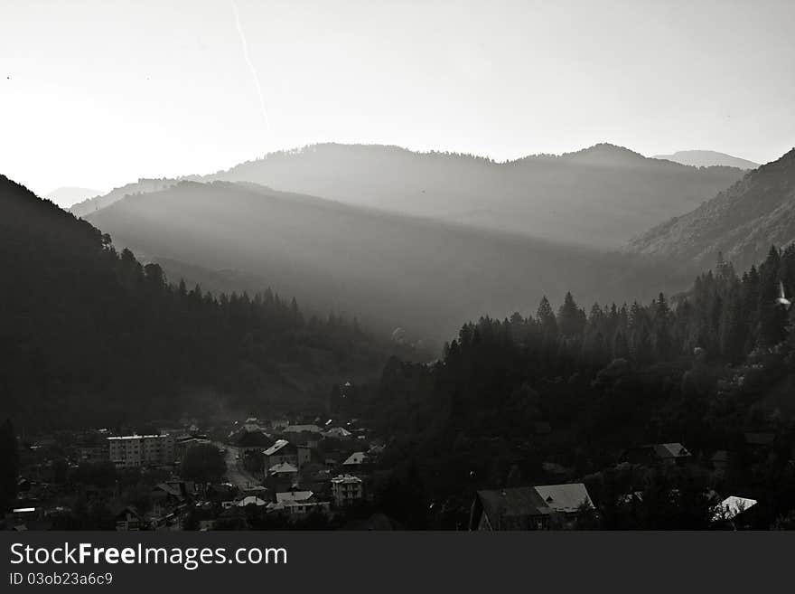 Coniferous Forest on the Mountain